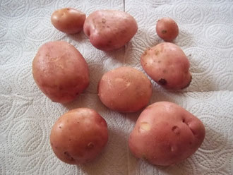 Pommes de terre Désirée