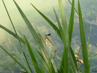 Libellule (Photo Maxime DE LUCA)