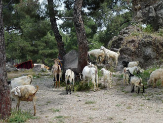 Les chèvres d'Izmir!!!