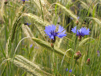 Korn-Blumen im Spessart