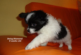 Daisy-Diamond 8 Wochen