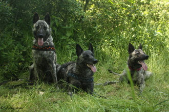 v.l.n.r.Flama, Amanda und Josy in St.Wendel