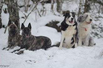 v.l.n.r.Flama,Amanda, Susi und Filou