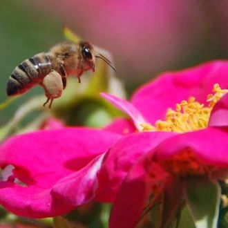 Tampa Local Raw Honey