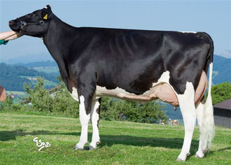 Hänni Farms Joyboy Comtesse GP 84