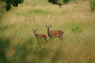 Biche et son faon