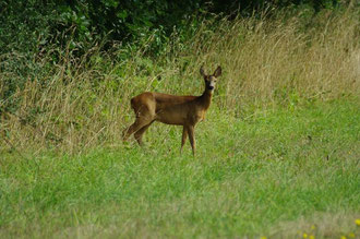 chevrette à la sortie du sous bois