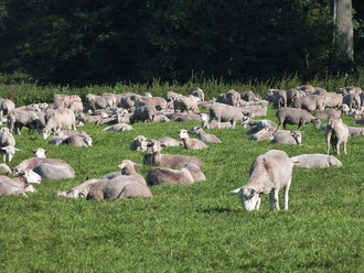 Weiße Hornlose Schnucken