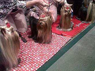 Yorkies wearing their "show bows" at Westminster.