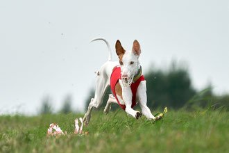 поденко ибиценко, ибицкая борзая, ивисская борзая, ибизан, Ibizan hound, курсинг, рейсинг, соревнования по курсингу, правила курсинга, участие в курсинге, lure coursing, бега борзых, бега за механическим зайцем