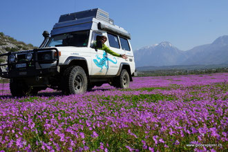 Gandi in der satten Blumenwiese