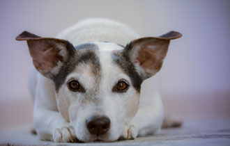 Katze - Tierkommunikation und Coaching für Mensch und Tier ❀ spezialisiert auf Verhaltensauffälligkeiten beim Tier ❀ INNER OCEAN Annette Voigt