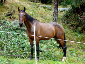 Bandy II.