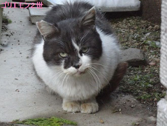 白河地域猫「ゴリエモン2世」