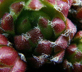 Ausschnitt aus dem Foto oben: Typische Behaarung bei Sempervivum arachnoideum × Sempervivum montanum, Ortlergruppe, in situ, Foto: Manuel Werner