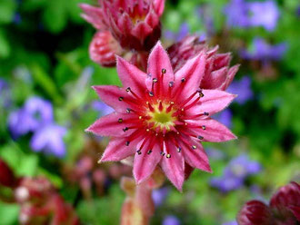 Blüte von Sempervivum arachnoideum. Foto: Manuel Werner 