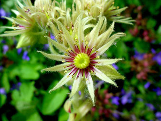 Blüte von Sempervivum grandiflorum. Foto: Manuel Werner