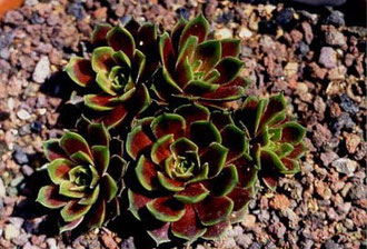 Farbvariante von Sempervivum marmoreum, in Sammlungen unter dem Sortennamen 'Rubrifolium' bzw. 'Rubrifolium Ornatum' oder 'Rubicundum' bezeichnet.
