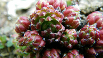 Sempervivum arachnoideum × Sempervivum montanum, Ortlergruppe, in situ, Foto: Manuel Werner, alle Rechte vorbehalten