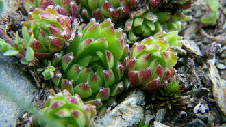 Ein anderes Erscheinungsbild von Sempervivum arachnoideum × Sempervivum montanum am selben Standort, Ortlergruppe, in situ, Foto: Manuel Werner, alle Rechte vorbehalten