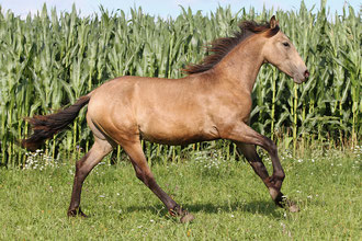 foto: Morwen Fotografie