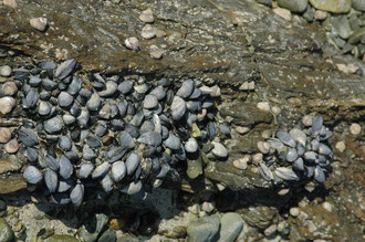 Muscheln am Felsen