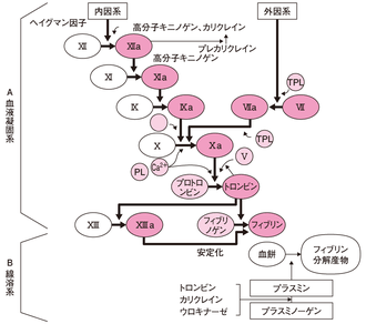DIC / 長谷川動物病院