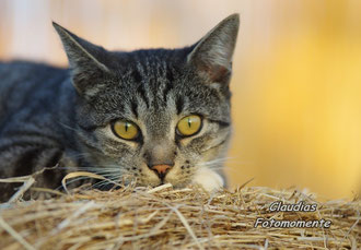 Heut hab ich wieder Balu,den schönen Hauskater der Freundin, gesehen...