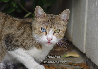 Eine Strassenkatze...gesehen in Istanbul...diese Augen!