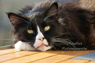 Hier ist mein absoluter Traumkater (ein Maine Coon in black-white)