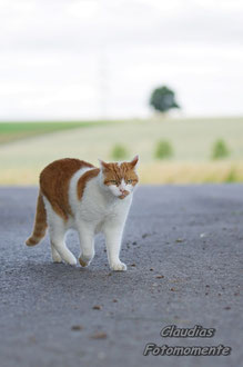 Oggy - der schöne Hauskater!