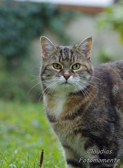 Unser neuester "Star" ist "Missy", eine wunderschöne, 10-jährige Hauskatze.