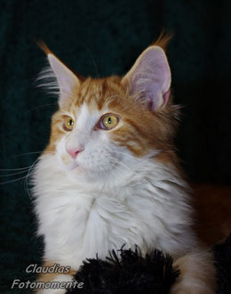 Unser jüngstes Familienmitglied! "Dragon", seines Zeichens ein Mainecoonkater...