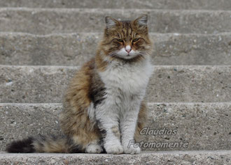 Eine Istanbuler-Strassenkatze...stolz und schön!