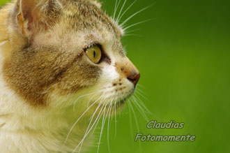 Die Hauskatze Sally...überaus hübsch und fotogen!