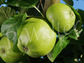 30.06.2015 : Dülmener Herbstrosenapfel, erste Äpfel, Pflanzung November 2011