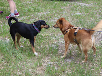 hundespiel-wandertag-freunde-treffen-training-sozialisierung-zuechterin