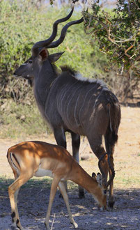 Koudou et impala, Chobe River Front