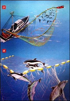 3° Les pêcheurs utilisent alors une dernière fois des explosifs pour obliger les dauphins à s’échapper en sautant par-dessus les filets.  4° Si ceux en surface s’en sortent, c’est le résultat inverse qui est obtenu pour tous les autres. Epuisés, paniqués 