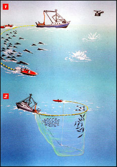 1° A coup d’explosifs puissants jetés de bateaux et d’hélicoptères, les pêcheurs forcent les dauphins à se regrouper en formation compacte.  2° Il est alors facile de les cerner avec un filet de 1 km de longueur (que les dauphins détectent très bien) et d