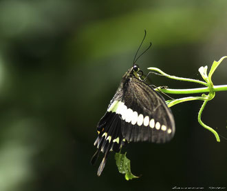 Papillon BAlinais