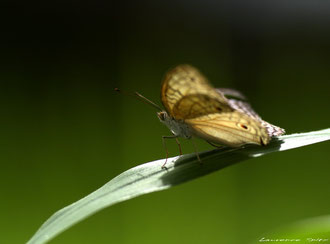 Papillon Balinais