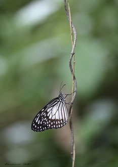 Papillon Balinais