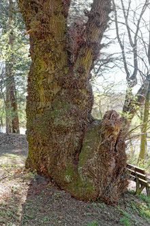 Eiche bei Liebenau