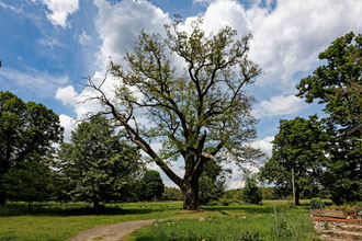 1. Eiche an der alten Försterei Zipsdorf