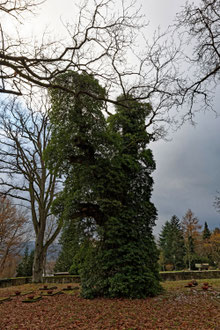 Eiche in der Erbbegräbnisstätte bei Hausen