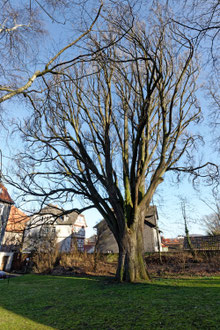 Pyramideneiche am Eulenturm in Witzenhausen