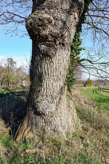 Eiche beim Gut Wittmoldt