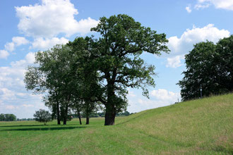 Eiche bei Uhlenhorst