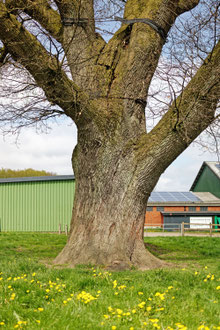 Eiche in Barlohe